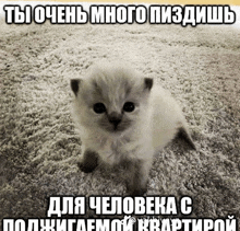 a kitten is sitting on a carpet with a caption in a foreign language