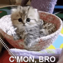 Cmon Bro Cat GIF - Cmon Bro Cat Are You For Real GIFs