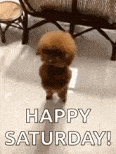 a small brown poodle is standing on its hind legs and says `` happy saturday '' .