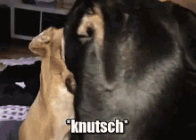 *knutsch* GIF - Knutsch Hund Kuss GIFs