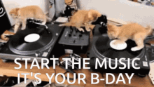 Start The Music Its Your Bithday Bday GIF - Start The Music Its Your Bithday Bday Kitten GIFs