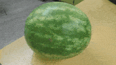 Watermelon Whole GIF