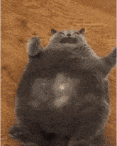 a fat cat is laying on its back on the floor .