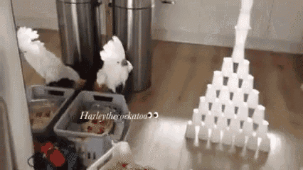 Cockatoo Cups GIF - Cockatoo Cups - Discover & Share GIFs