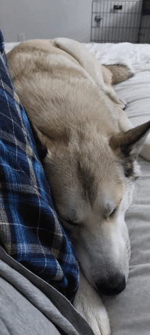a husky dog sleeping on a bed with a blue plaid shirt on
