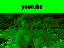 Monkey Green GIF