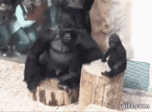 gorilla annoyed mean bully smack