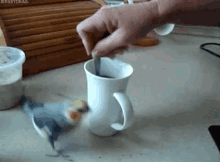 Getting Ready For That Coffee GIF - Coffee Bird Hyper GIFs