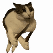 GIF
