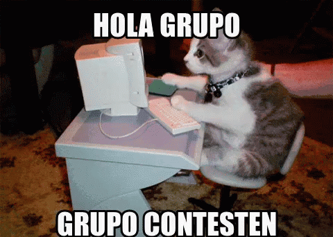 Hola Grupo GIF - Hola Grupo Cat Grupo Contesten - Discover & Share GIFs