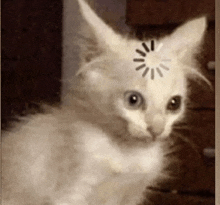 a white cat with a loading bar on its head is looking at the camera .