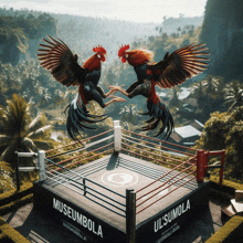 two roosters in a boxing ring that says museumbola on it