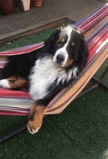 Dog Relaxing GIF - Dog Relaxing Funny Pet Videos GIFs
