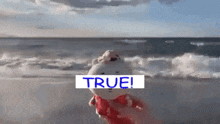 a stuffed animal is standing on a beach with the word true above it