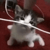 a kitten is playing with a wire on a red carpet .