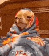 a dog wrapped in a blanket with the words `` this what i want '' written on it .