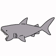 fish shark