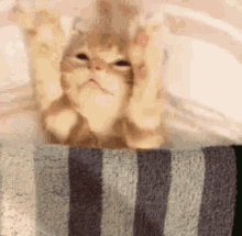 Cat Blanket Cat GIF - Cat Blanket Cat GIFs
