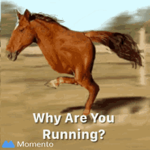 Why Are You Running Run GIF