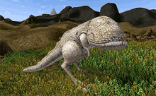 a lizard is walking through a field of flowers