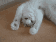 GIF
