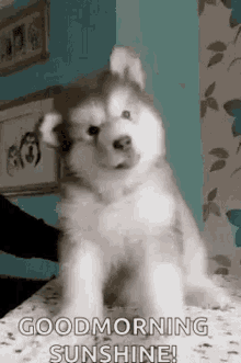 Good Morning Huski GIF - Good Morning Huski Puppy GIFs