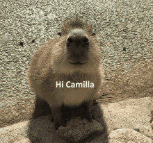 Capybara000_000_001 GIF - Capybara000_000_001 GIFs