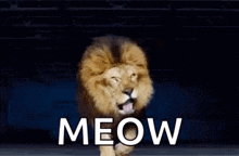 a lion is standing on its hind legs with its mouth open and the word meow written on the ground .
