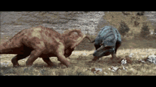 triceratops tyrannosaurus rex fighting dinosaurs