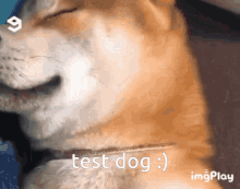 Test Dog Rbag GIF
