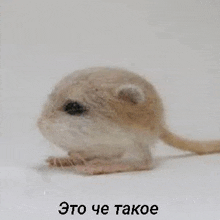 a small hamster is drinking water from a glass .