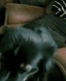 a close up of a dog laying on a person 's chest