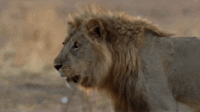 Wolvenseas Lioness Therian GIF - Wolvenseas Lioness Therian Lion Therian GIFs