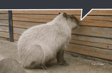 Capybara Coconut Doggy GIF - Capybara Coconut Doggy Coconut GIFs