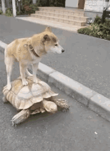 turtle dog piggyback ride lazy
