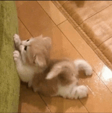 a brown and white kitten is playing on a wooden floor next to a couch .