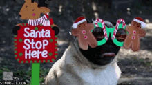 Santa Stop Here Pugs GIF - Santa Stop Here Pugs Dogs GIFs