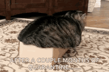 Curves Fat Cat GIF - Curves Fat Cat Box GIFs