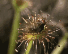 Carnivorous Plant GIF