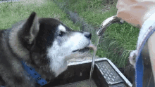 水を飲む 水分 GIF - Water Fountain Husky Dog GIFs