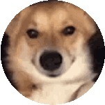 Dog Doge Sticker - Dog Doge Dogo Stickers