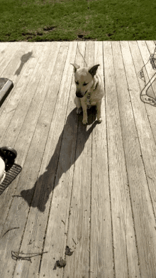 Zippo Dog Cute GIF - Zippo Dog Dog Cute GIFs