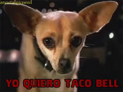 Taco Bell GIF - Yo Quiero Taco Bell Dog GIFs