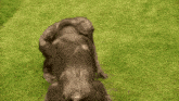 a couple of gorillas are standing on top of each other in the grass