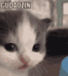 Gudaozin Cute Cat GIF - Gudaozin Cute Cat Cute Baby Cat GIFs