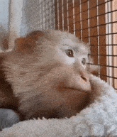 бибизяна бибизяны GIF - бибизяна бибизяны обезьяна мем GIFs