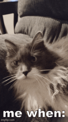 a cat is laying on a couch with the words me when below it