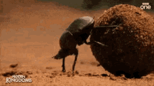 Turd Bug Insect GIF - Turd Bug Insect GIFs