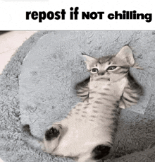 a cat is laying on its back on a blanket with the words repost if not chilling below it