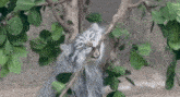 a cat is hanging from a tree branch with its tongue out .